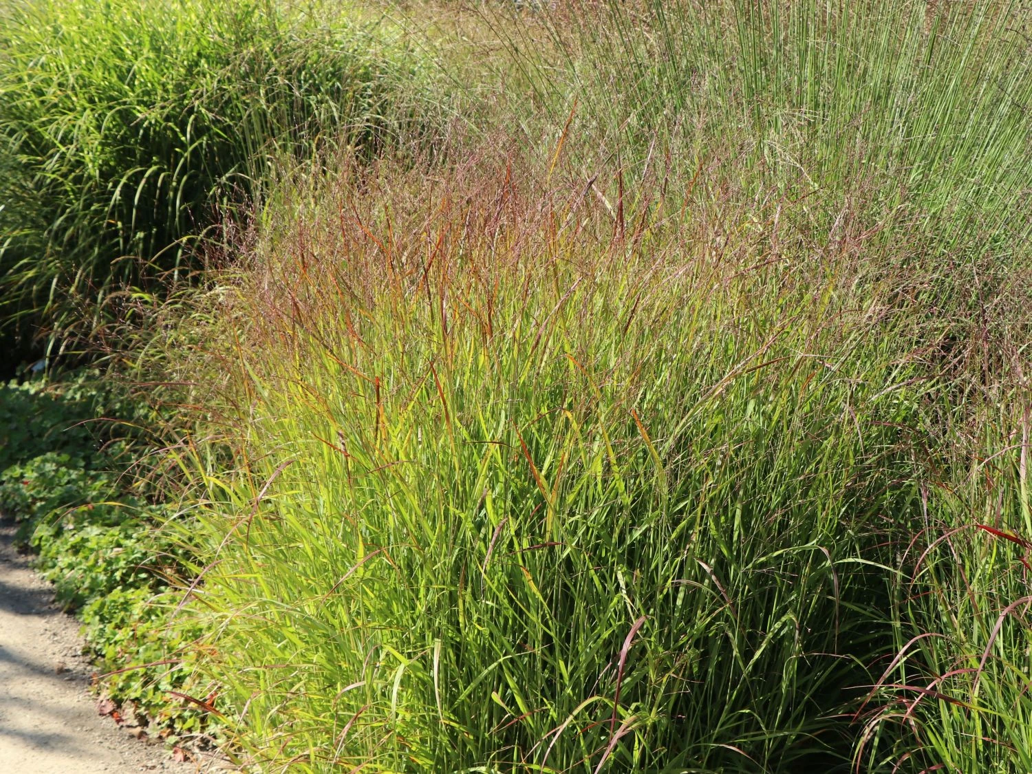 Bläuliche Ruten-Hirse 'Heavy Metal' 9 Bläuliche Ruten-Hirse 'Heavy Metal' – Bild 7