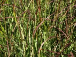 Bläuliche Ruten-Hirse 'Heavy Metal' 20 Bläuliche Ruten-Hirse 'Heavy Metal' -Günstiges Erd Seele Geschäft blaeuliche ruten hirse heavy metal m012560 w 7