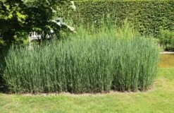 Bläuliche Ruten-Hirse 'Heavy Metal' 15 Bläuliche Ruten-Hirse 'Heavy Metal' -Günstiges Erd Seele Geschäft blaeuliche ruten hirse heavy metal m012560 w 8