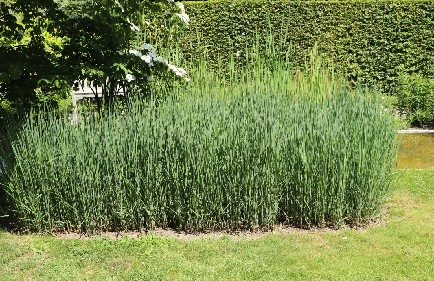 Bläuliche Ruten-Hirse 'Heavy Metal' 6 Bläuliche Ruten-Hirse 'Heavy Metal' – Bild 4