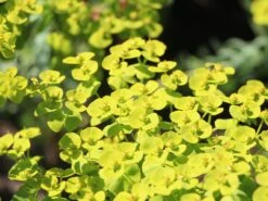 Bläuliche Wolfsmilch -Günstiges Erd Seele Geschäft blaeuliche wolfsmilch m058521 w 1