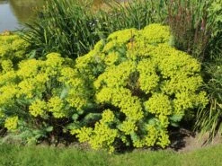 Bläuliche Wolfsmilch -Günstiges Erd Seele Geschäft blaeuliche wolfsmilch m058521 w 2