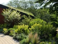 Bläuliche Wolfsmilch -Günstiges Erd Seele Geschäft blaeuliche wolfsmilch m058521 w 4