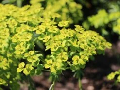 Bläuliche Wolfsmilch -Günstiges Erd Seele Geschäft blaeuliche wolfsmilch m058521 w 5