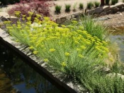 Bläuliche Wolfsmilch -Günstiges Erd Seele Geschäft blaeuliche wolfsmilch m058521 w 7