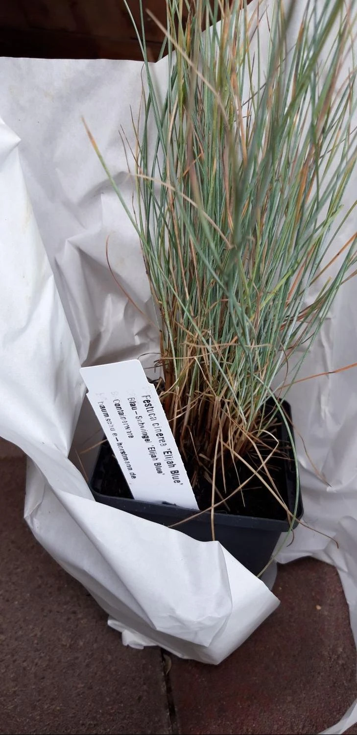 Blau-Schwingel 'Elijah Blue' 13 Blau-Schwingel 'Elijah Blue' – Bild 11