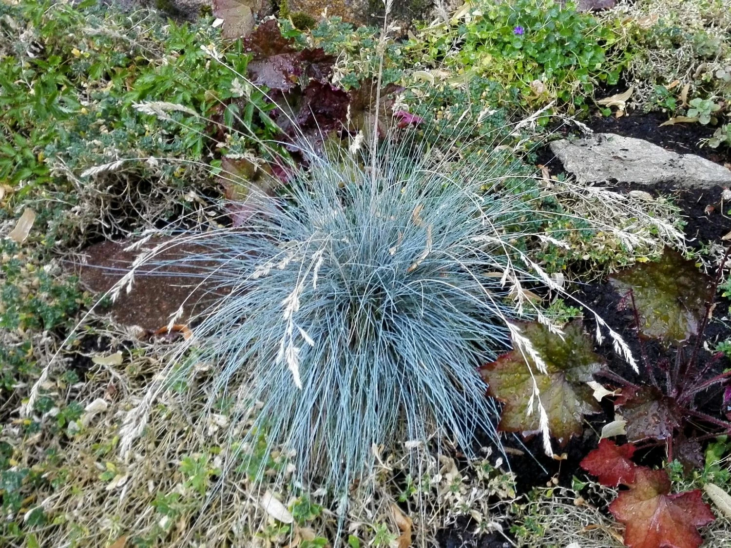 Blau-Schwingel 'Elijah Blue' 14 Blau-Schwingel 'Elijah Blue' – Bild 12