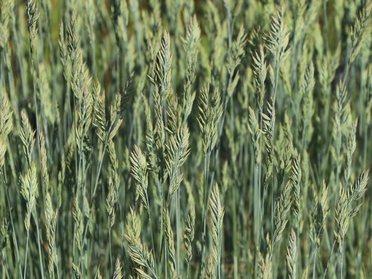 Blau-Schwingel 'Elijah Blue' 10 Blau-Schwingel 'Elijah Blue' – Bild 8