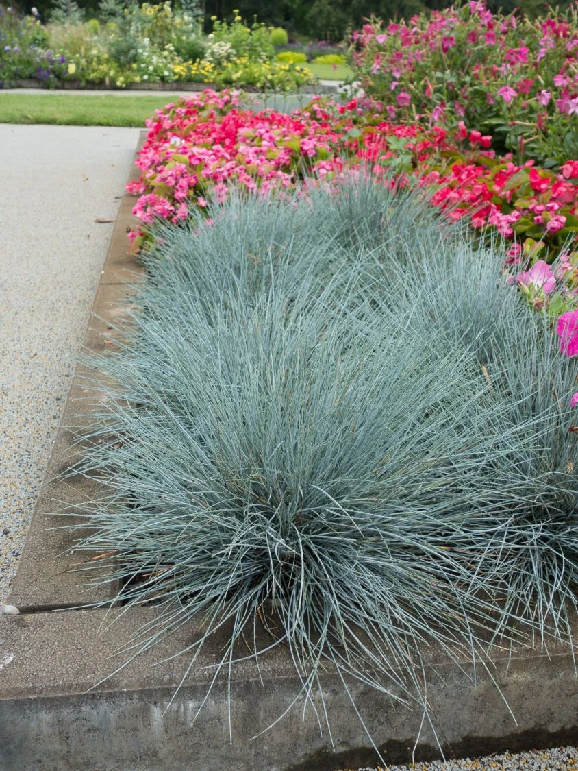 Blau-Schwingel 'Elijah Blue' 6 Blau-Schwingel 'Elijah Blue' – Bild 4