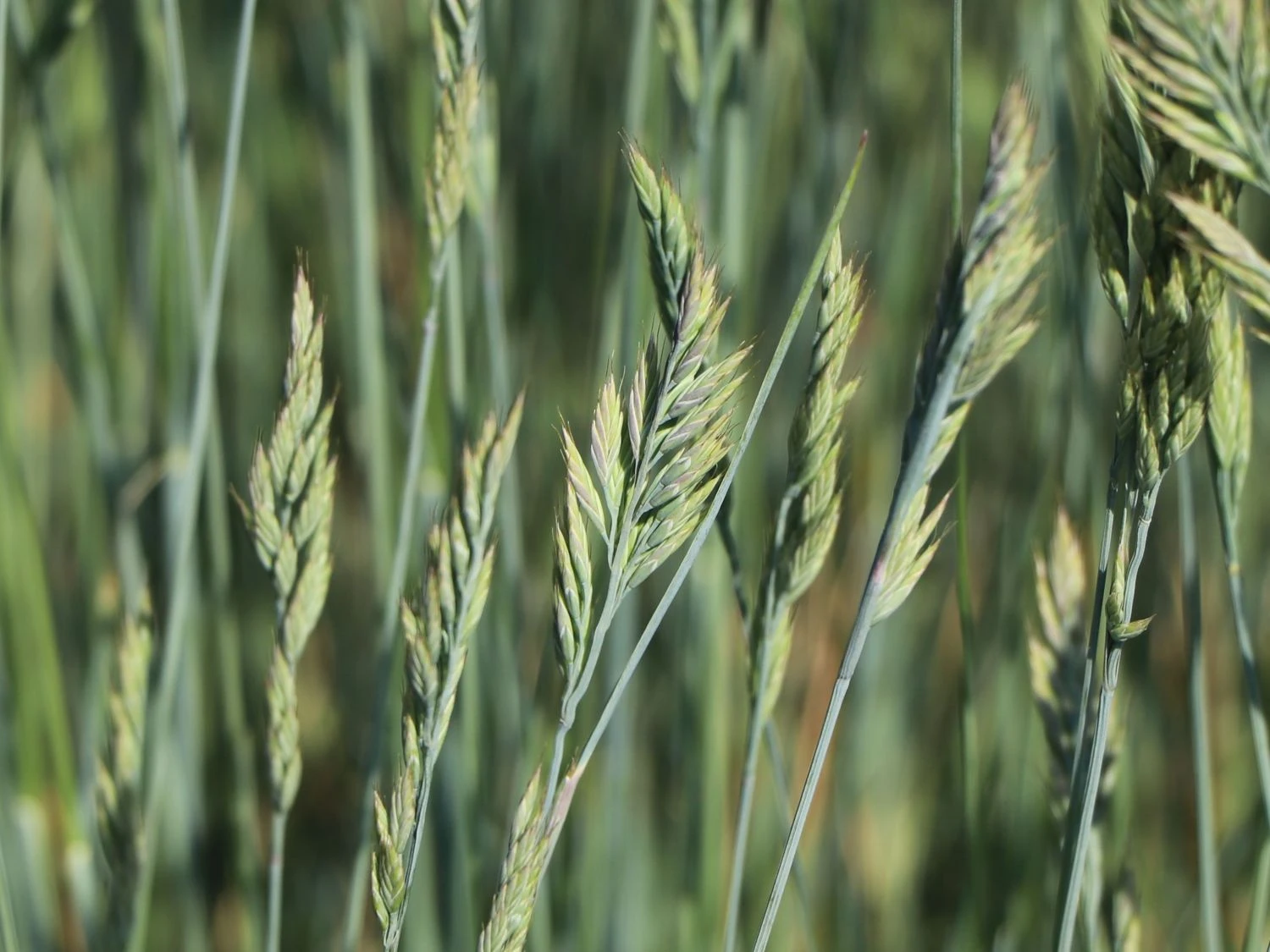 Blau-Schwingel 'Elijah Blue' 8 Blau-Schwingel 'Elijah Blue' – Bild 6