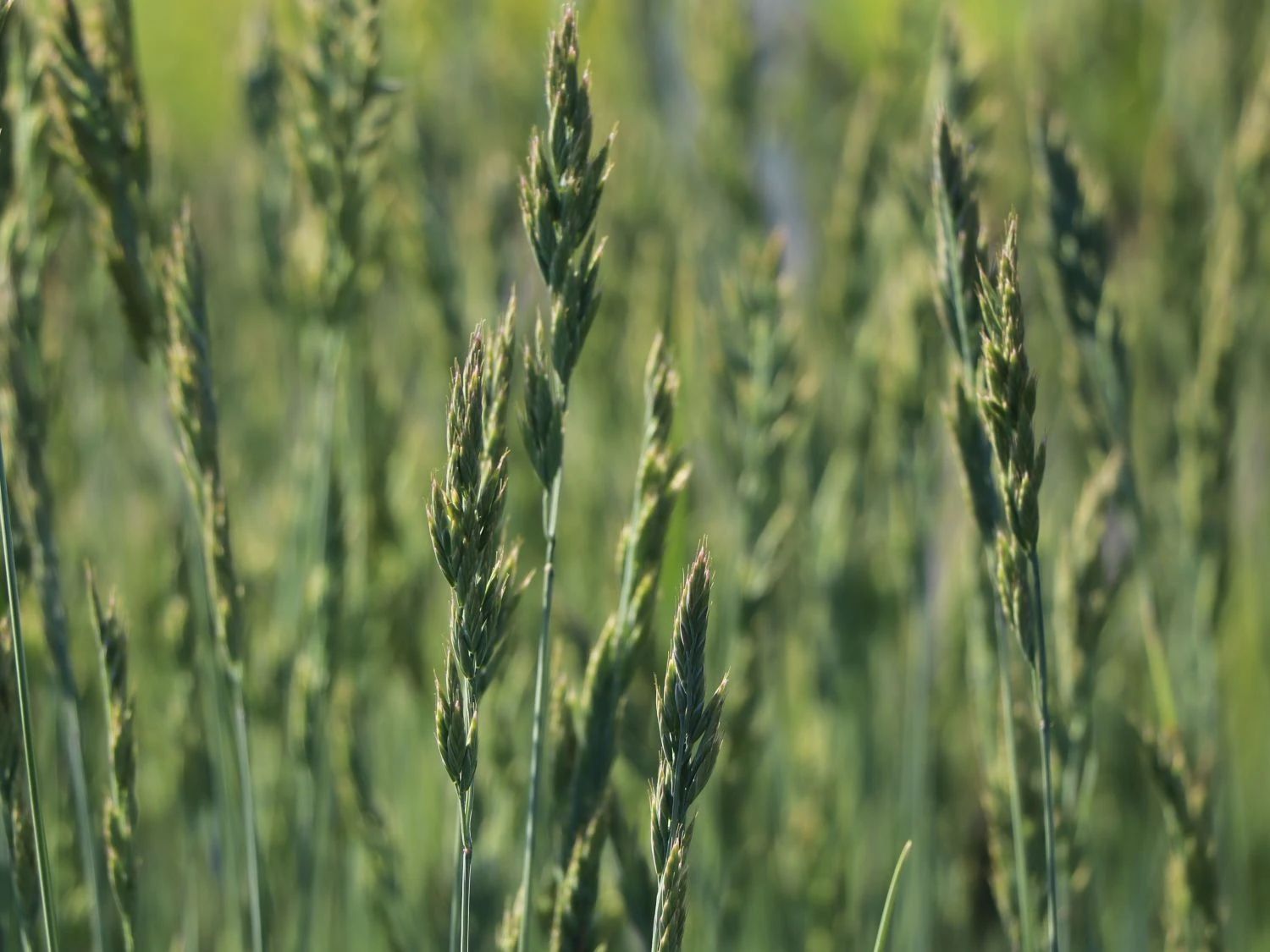 Blau-Schwingel 'Elijah Blue' 4 Blau-Schwingel 'Elijah Blue' – Bild 2