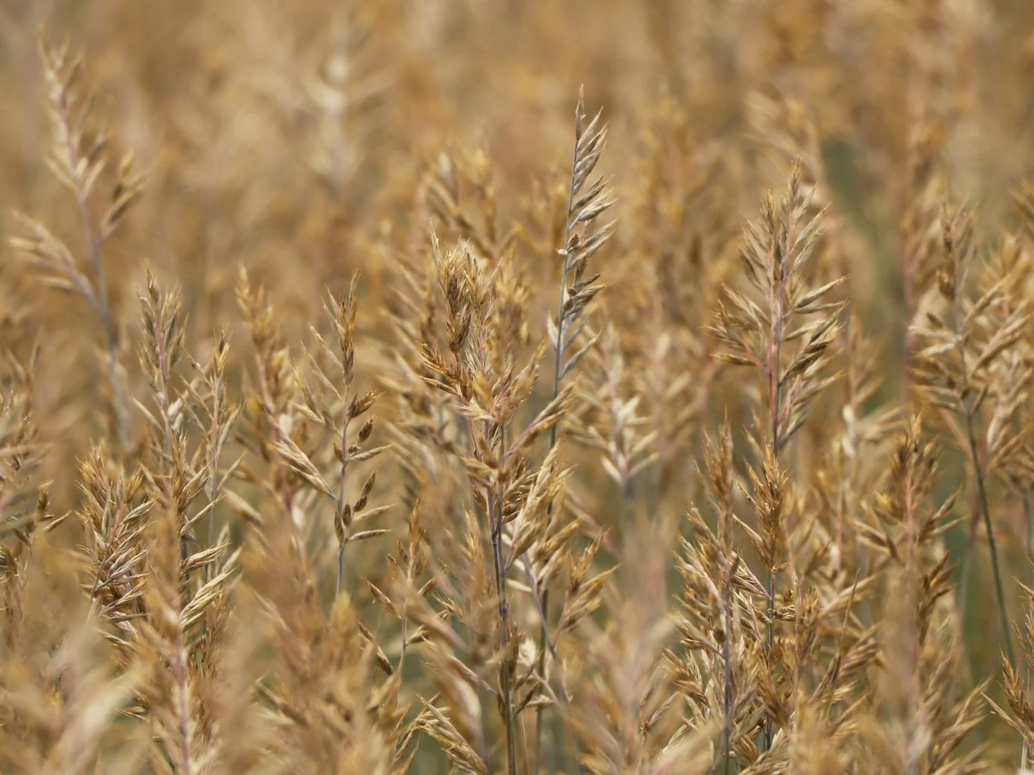 Blau-Schwingel 'Elijah Blue' 7 Blau-Schwingel 'Elijah Blue' – Bild 5