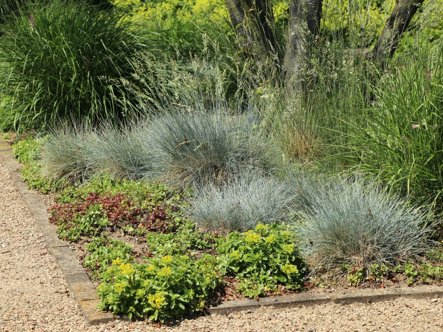 Blau-Schwingel 'Elijah Blue' 9 Blau-Schwingel 'Elijah Blue' – Bild 7