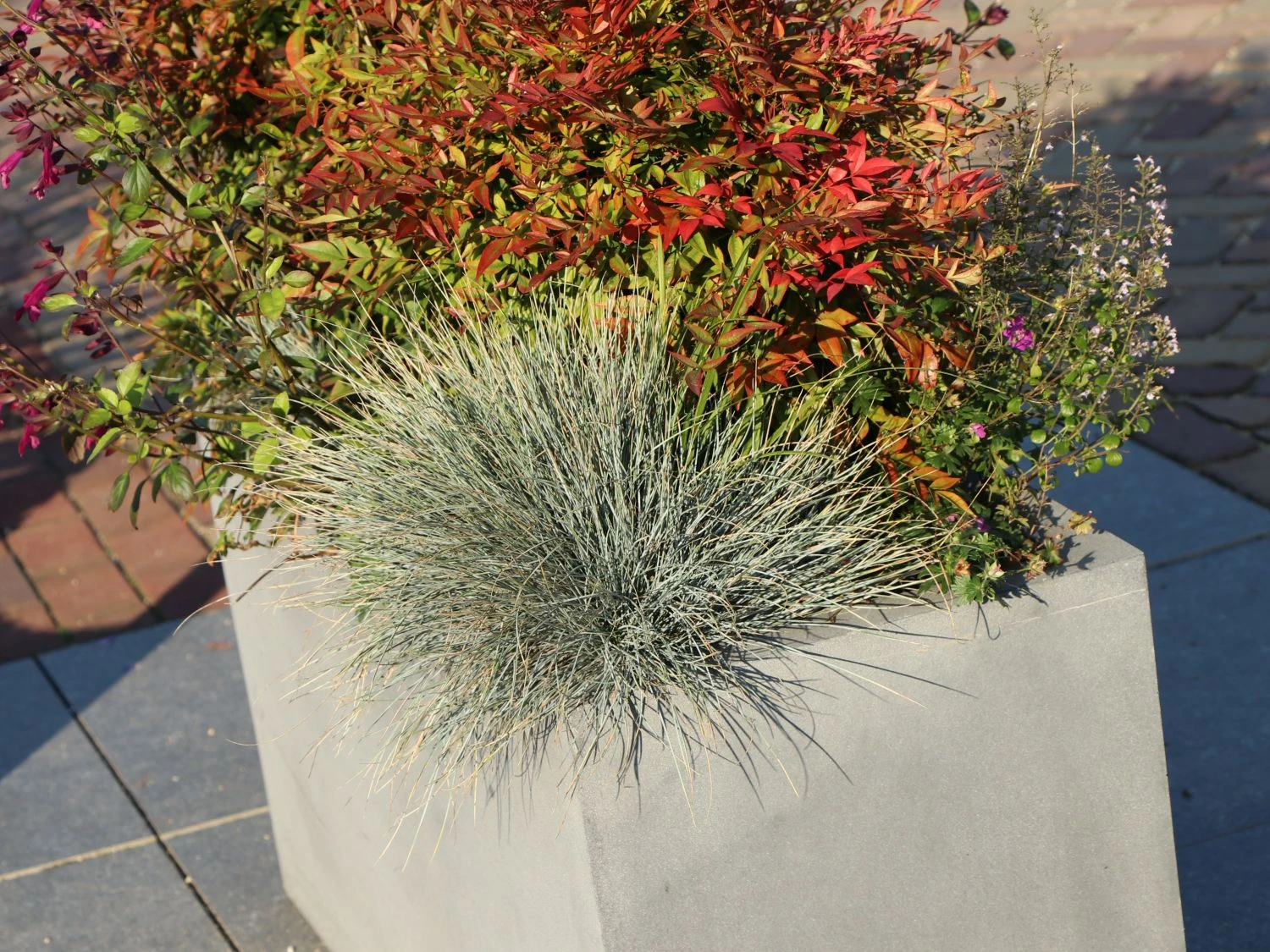 Blau-Schwingel 'Elijah Blue' 12 Blau-Schwingel 'Elijah Blue' – Bild 10