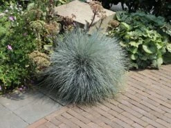 Blau-Schwingel 'Festina' -Günstiges Erd Seele Geschäft blau schwingel festina m075712 w 3