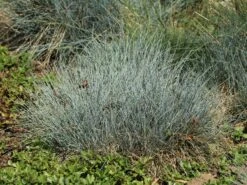 Blau-Schwingel 'Festina' -Günstiges Erd Seele Geschäft blau schwingel festina m075712 w 4