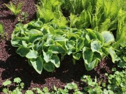 Blaue Gelbrand-Funkie 'Frances Williams'