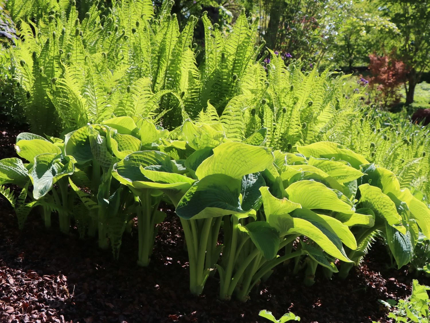 Blaue Gelbrand-Funkie 'Frances Williams' 12 Blaue Gelbrand-Funkie 'Frances Williams' – Bild 10