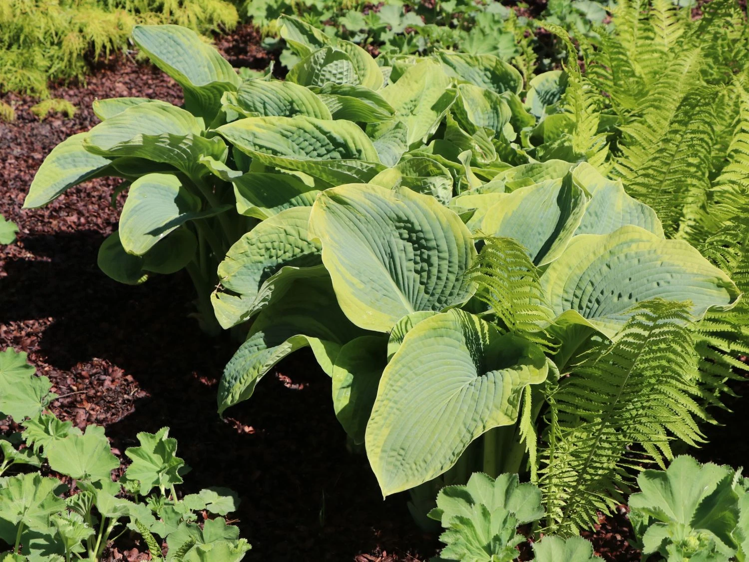 Blaue Gelbrand-Funkie 'Frances Williams' 11 Blaue Gelbrand-Funkie 'Frances Williams' – Bild 9