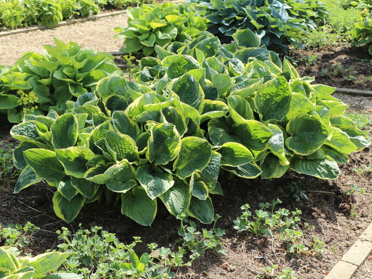 Blaue Gelbrand-Funkie 'Frances Williams' 9 Blaue Gelbrand-Funkie 'Frances Williams' – Bild 7