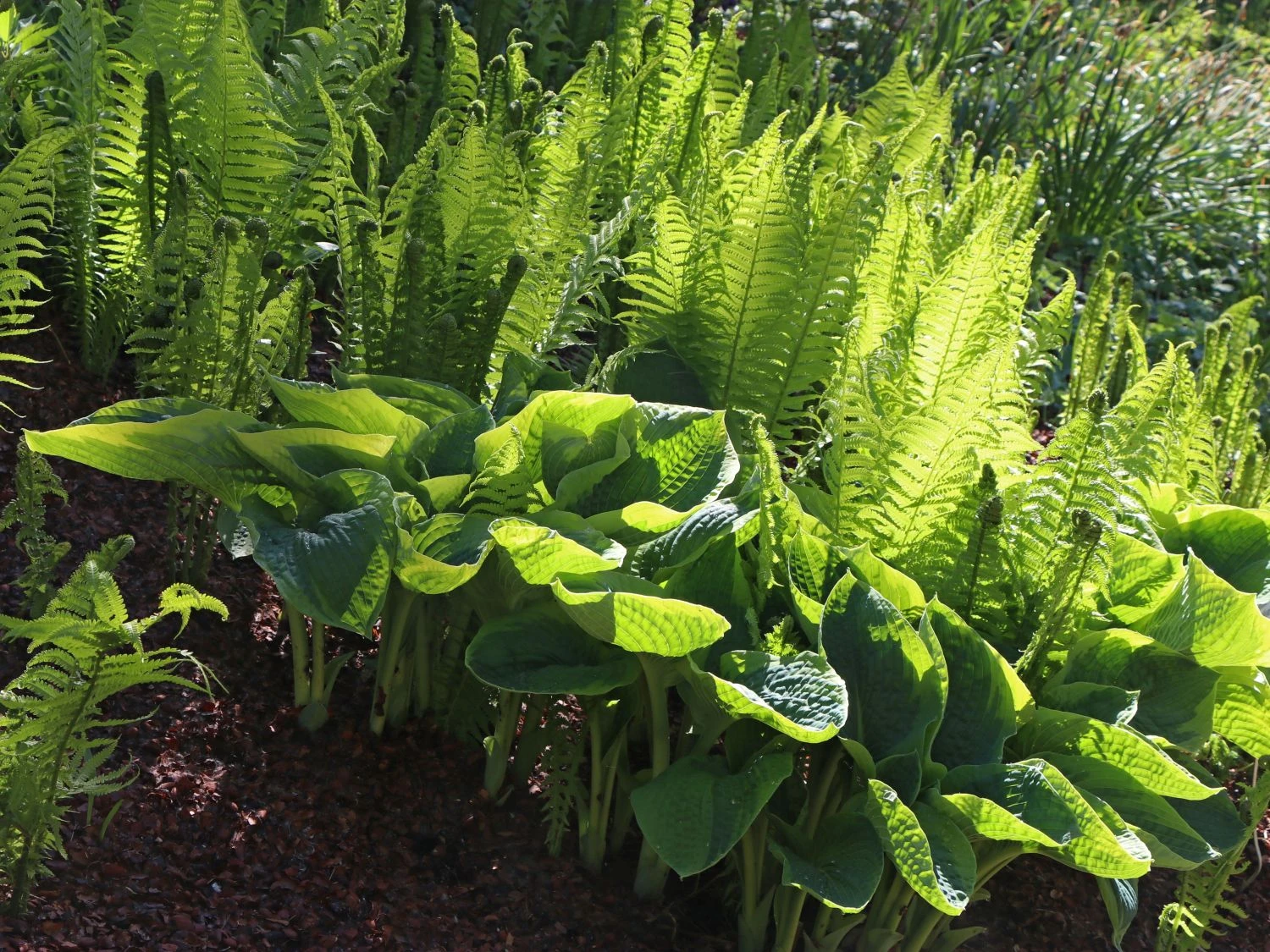 Blaue Gelbrand-Funkie 'Frances Williams' 7 Blaue Gelbrand-Funkie 'Frances Williams' – Bild 5