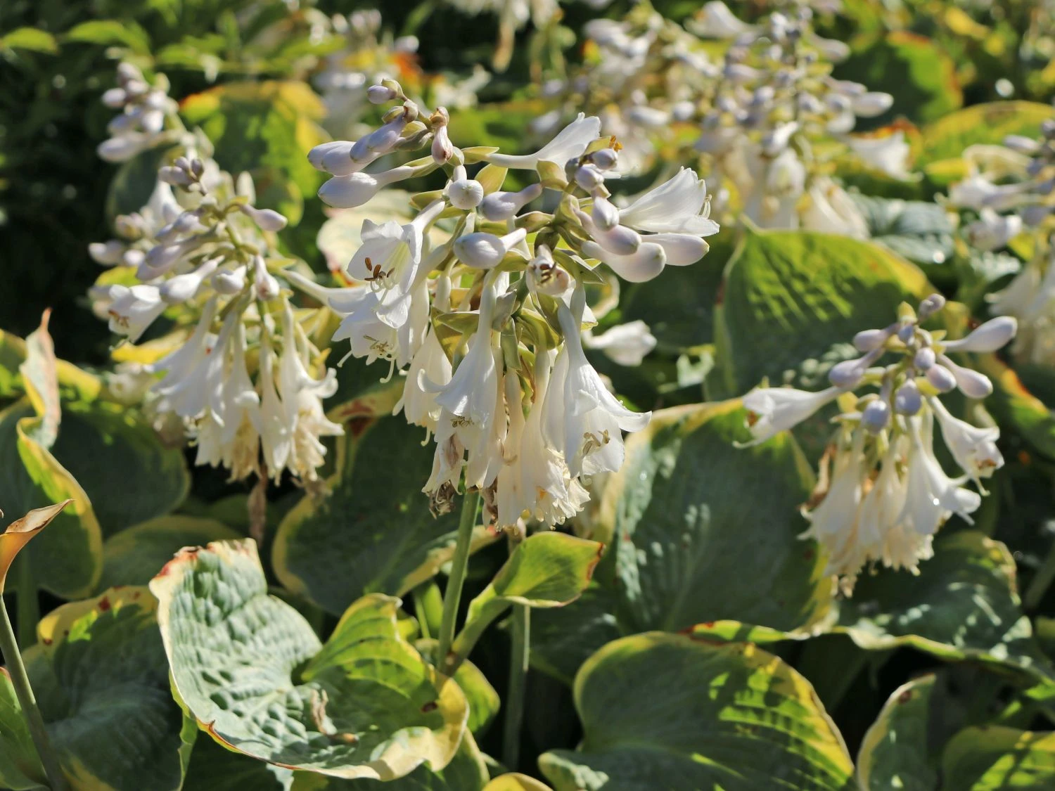 Blaue Gelbrand-Funkie 'Frances Williams' 4 Blaue Gelbrand-Funkie 'Frances Williams' – Bild 2