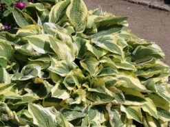 Zweifarbige Herzblattlilie 'Wide Brim'