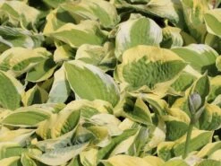 Zweifarbige Herzblattlilie 'Wide Brim' -Günstiges Erd Seele Geschäft blaue gelbrand funkie wide brim m001648 w 1