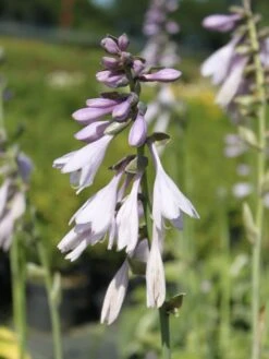 Zweifarbige Herzblattlilie 'Wide Brim' -Günstiges Erd Seele Geschäft blaue gelbrand funkie wide brim m001648 w 3