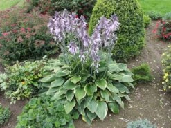 Zweifarbige Herzblattlilie 'Wide Brim' -Günstiges Erd Seele Geschäft blaue gelbrand funkie wide brim m001648 w 4