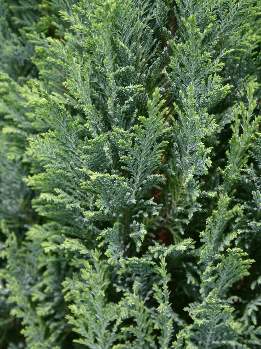 Blaue Kegelzypresse 'Ellwoodii' / Mooszypresse / Scheinzypresse 5 Blaue Kegelzypresse 'Ellwoodii' / Mooszypresse / Scheinzypresse – Bild 3