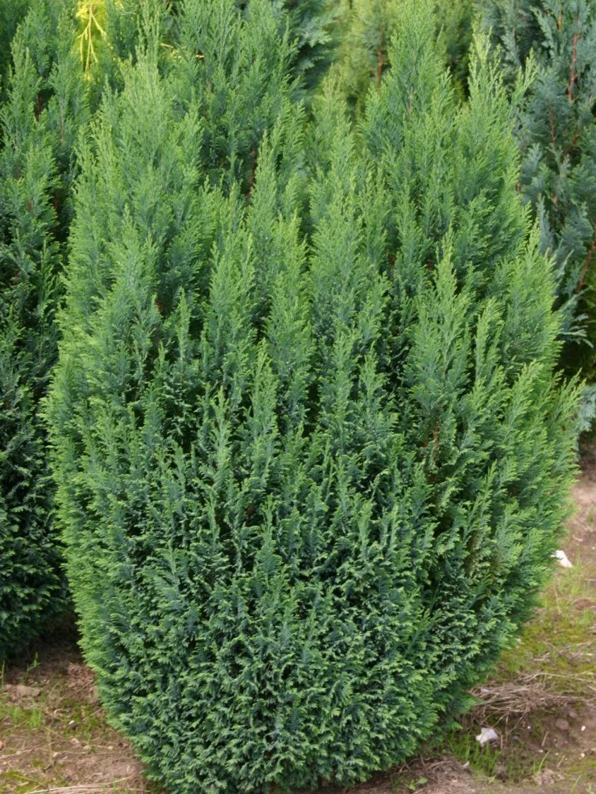 Blaue Kegelzypresse 'Ellwoodii' / Mooszypresse / Scheinzypresse 7 Blaue Kegelzypresse 'Ellwoodii' / Mooszypresse / Scheinzypresse – Bild 5