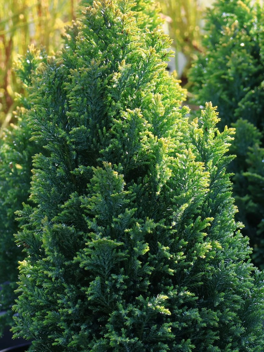 Blaue Kegelzypresse 'Ellwoodii' / Mooszypresse / Scheinzypresse 4 Blaue Kegelzypresse 'Ellwoodii' / Mooszypresse / Scheinzypresse – Bild 2