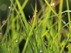 Blaugraues Präriegras 'Prairie Blues' -Günstiges Erd Seele Geschäft blaugraues praeriegras prairie blues m076171 w 0