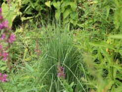 Blaugraues Präriegras 'Prairie Blues' -Günstiges Erd Seele Geschäft blaugraues praeriegras prairie blues m076171 w 1