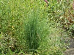 Blaugraues Präriegras 'Prairie Blues' -Günstiges Erd Seele Geschäft blaugraues praeriegras prairie blues m076171 w 2