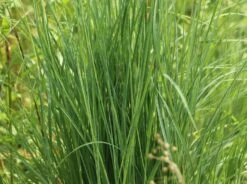 Blaugraues Präriegras 'Prairie Blues' -Günstiges Erd Seele Geschäft blaugraues praeriegras prairie blues m076171 w 3