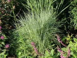 Blaugraues Präriegras 'Prairie Blues' -Günstiges Erd Seele Geschäft blaugraues praeriegras prairie blues m076171 w 4