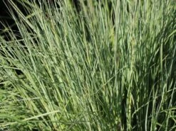 Blaugraues Präriegras 'Prairie Blues' -Günstiges Erd Seele Geschäft blaugraues praeriegras prairie blues m076171 w 5