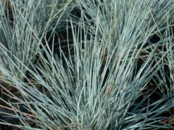 Blauschwingel 'Auslese' -Günstiges Erd Seele Geschäft blauschwingel auslese m058525 w 0