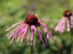 Bleicher Scheinsonnenhut