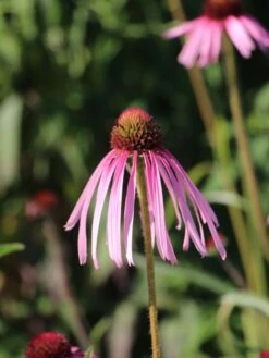 Bleicher Scheinsonnenhut -Günstiges Erd Seele Geschäft bleicher scheinsonnenhut m058411 w 0