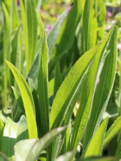 Bleicher Scheinsonnenhut -Günstiges Erd Seele Geschäft bleicher scheinsonnenhut m058411 w 1