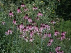 Bleicher Scheinsonnenhut -Günstiges Erd Seele Geschäft bleicher scheinsonnenhut m058411 w 3