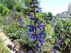 Blüten-Salbei 'Mainacht' -Günstiges Erd Seele Geschäft blueten salbei mainacht m055696 601903 0