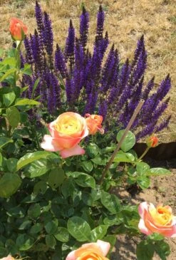 Blüten-Salbei 'Mainacht' -Günstiges Erd Seele Geschäft blueten salbei mainacht m055696 677880 0