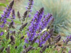 Blüten-Salbei 'Mainacht' -Günstiges Erd Seele Geschäft blueten salbei mainacht m055696 765787 0