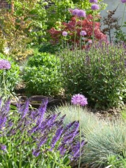 Blüten-Salbei 'Mainacht' -Günstiges Erd Seele Geschäft blueten salbei mainacht m055696 765787 3