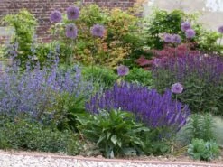 Blüten-Salbei 'Mainacht' -Günstiges Erd Seele Geschäft blueten salbei mainacht m055696 765787 4