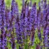 Blüten-Salbei 'Mainacht' 2 Blüten-Salbei 'Mainacht' -Günstiges Erd Seele Geschäft blueten salbei mainacht m055696 h 0